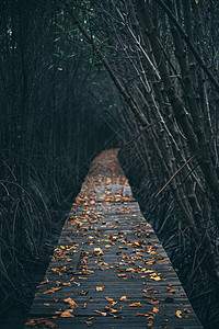木步道红树林,感受大自然,清新放松图片