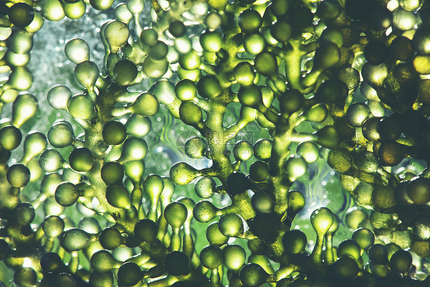 实验室藻类燃料生物燃料工业中的光生物反应器藻类燃料图片