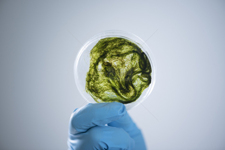 生物燃料实验室与藻类,研究实验,教育示范医疗临床实验室图片