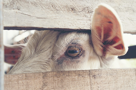 山羊的眼睛,动物交流的眼睛图片