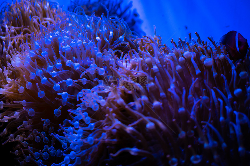惊人的珊瑚礁水族馆时刻图片