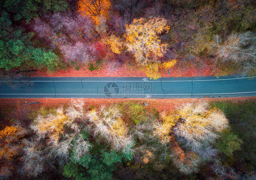 日落时美丽的秋林中的道路鸟瞰五颜六色的景观,空路,树上红色黄色橙色的叶子公园的高速公路的风景秋天图片