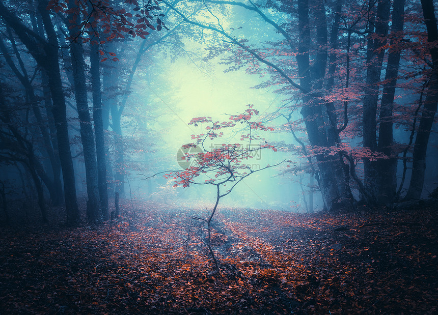 秋天蓝雾丽的小树五颜六色的风景与神秘的森林迷人的树薄雾中红叶景色与黑暗梦幻的雾林秋天的颜色十月自然图片