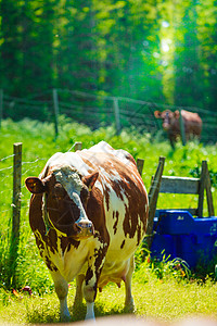 农业养殖动物生态养殖理念野牛绿色的草地上吃草牛绿色的草地上吃草图片