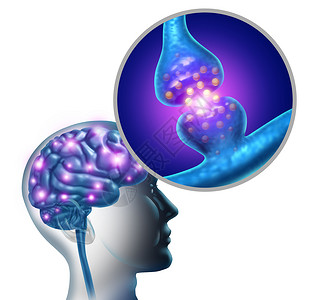 递质脑神经细胞突触神经元功能解剖发送电信号神经学心理科学图与记忆神经系统相关的三维插图元素插画