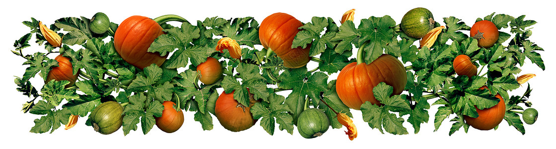 橙色藤蔓边框南瓜叶边框秋季水平装饰元素,与生长的藤蔓充满南瓜季节秋季边框装饰背景