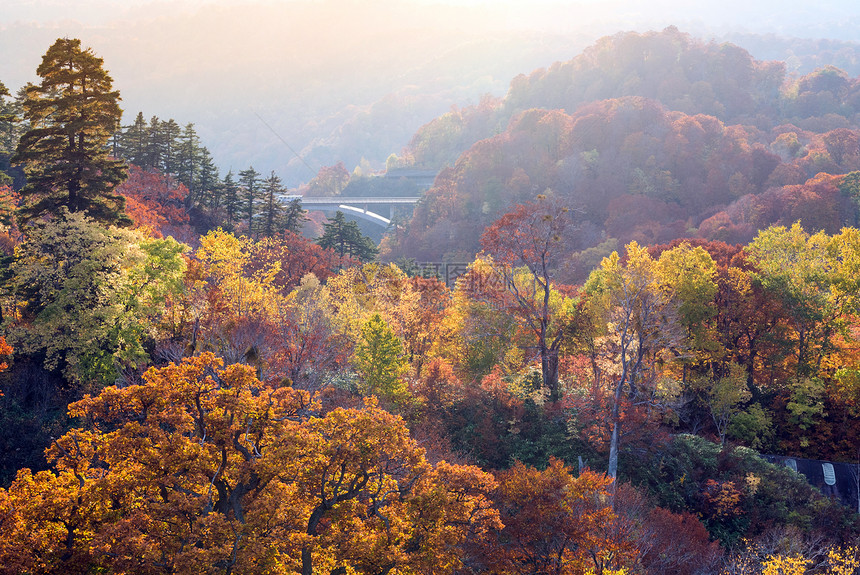 日落红叶秋秋季节的森林沃德兰秋田日本东北图片