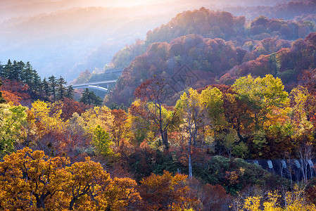 日落红叶秋秋季节的森林沃德兰秋田日本东北高清图片
