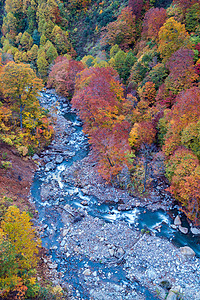 日本秋田东北森林荒地河流叶秋秋季季节的鸟瞰图图片