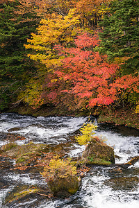秋落林与溪流水至玉祖瀑布与浙江湖背景,日本日子高清图片