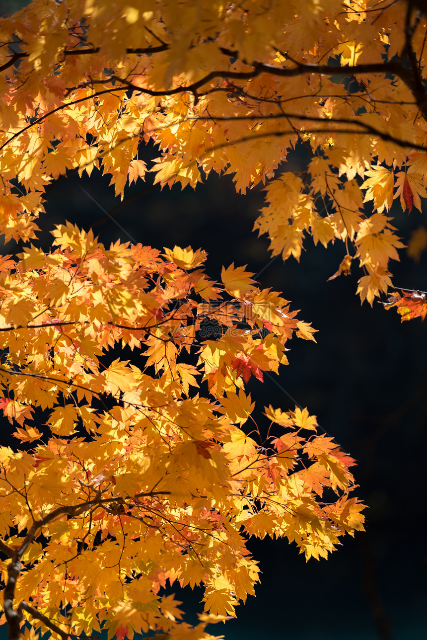 秋天背景枫树的红色离开图片