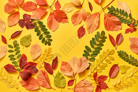 贺卡五颜六色的叶子黄色背景与平躺五彩的叶子问候秋天的框架与柔软的阴影图片