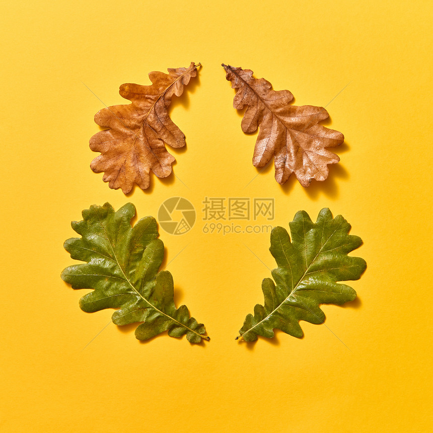 装饰秋框橡木叶子干燥绿色的黄色背景与祝贺卡平躺创造的框架秋天的橡树叶上的黄色图片