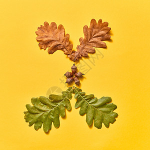 橡树叶子装饰秋天图案橡木叶子干燥绿色与橡子种子背景平躺秋季成分由干燥绿色的燕麦叶橡子成背景