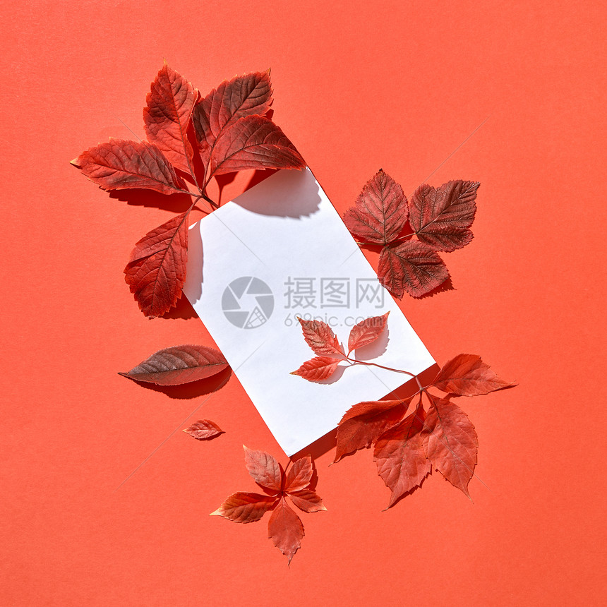 节日手工秋季成的空白卡红色树叶珊瑚背景平躺用红叶白纸问候秋卡图片