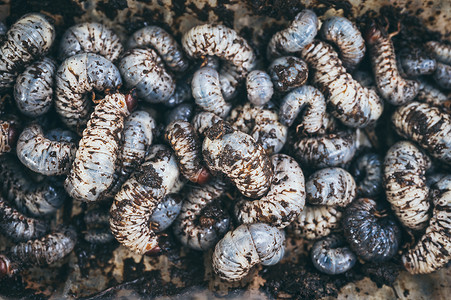 甲虫幼虫,甲虫幼虫的纹理背景背景图片