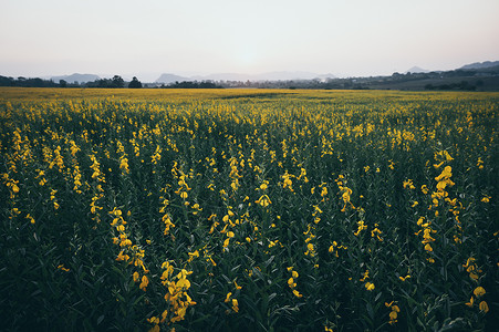 景观自然景观与黄花图片