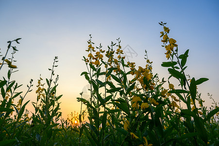 夕阳过草花,自然景象图片