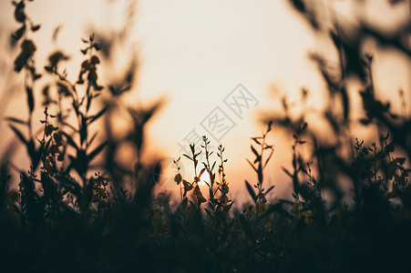 夕阳过草花,自然景象图片