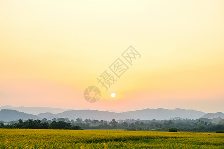 景观自然景观与黄花图片