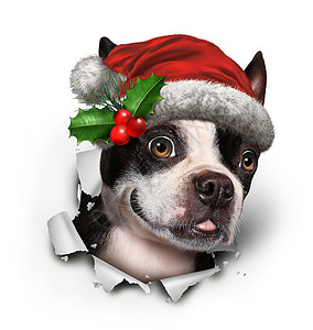 假日狗戴着顶红色的诞帽,纸上冒出来,只趣的波士顿猎犬,带3D插图元素图片