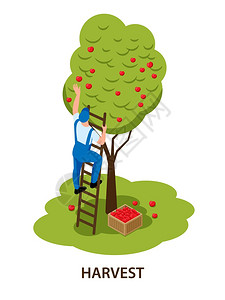 果园收获农民梯子上手摘红苹果,收获果树果园等距分离成矢量图插画