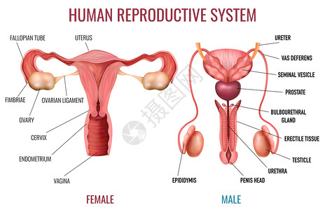 真实的套男女人类生殖系统与标记部分白色背景孤立矢量插图背景图片