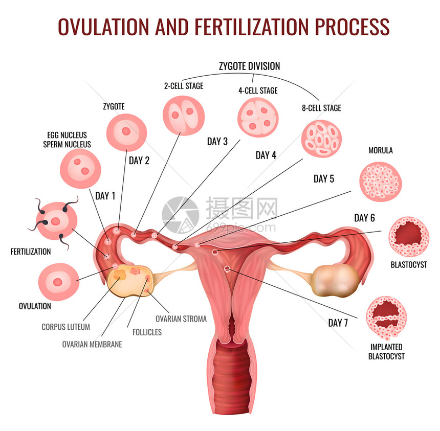 女生殖系统排卵受精过程阶段的白色背景现实向量插图图片