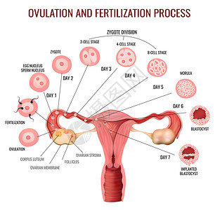 合子女生殖系统排卵受精过程阶段的白色背景现实向量插图插画