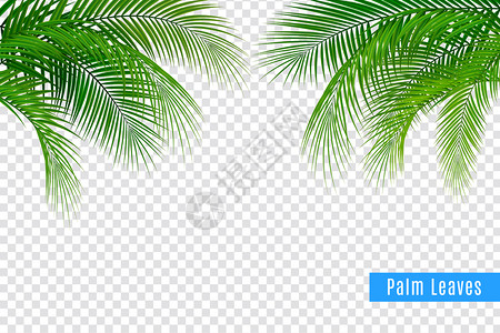 热带叶棕榈枝写实框架成,背景透明,叶簇带文本矢量插图图片