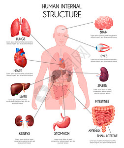 现实的人类内脏信息白色背景与肺听肝,肾,脑,眼睛,脾,肠描述矢量插图图片