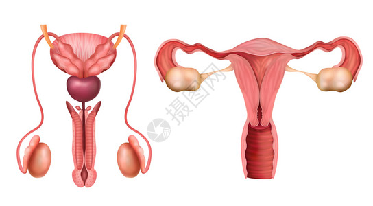 子宫颈雄雌生殖系统器官真实白色背景矢量插图上插画