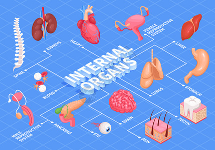 系统流程图人体器官流程图与心肝肾脏等距矢量图插画