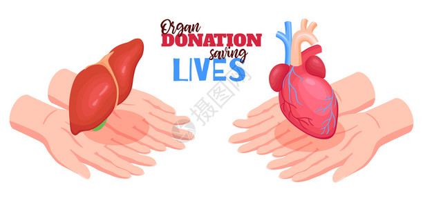 t血男款素材人体器官捐赠与心脏肝脏等距分离矢量图插画