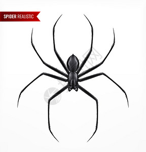 黑色蜘蛛写实构图与节肢动物昆虫的顶视图图像与文本空白背景矢量插图背景图片