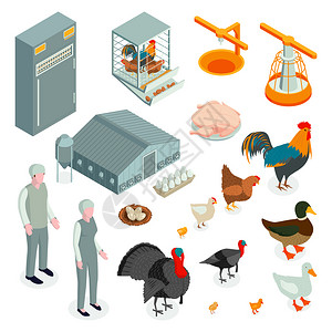 鸡厂等距家禽农场鸡集与图标字符的工人与动物产品矢量插图插画