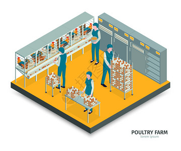 等距家禽养殖场成与文本室内视图与工人收集鸡蛋橱柜架矢量插图背景图片