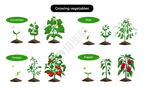 种植机蔬菜图像代表同阶段的黄瓜,番茄,胡椒豌豆矢量插图背景图片