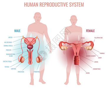睾丸现实的与男女生殖系统剪影的男女矢量插图插画