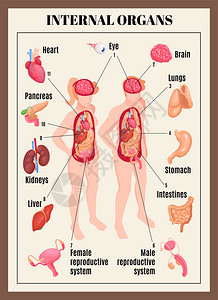 内脏海报与男女解剖等距矢量插图背景图片