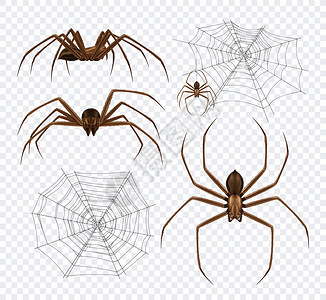 网子上蜘蛛蜘蛛真实地透明的背景上,详细的蜘蛛网黑蜘蛛的图像同的角度矢量插图插画