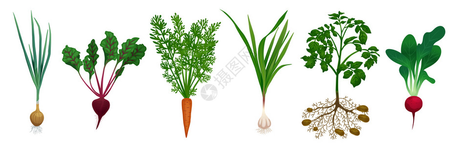 空白背景矢量插图上甜菜胡萝卜土豆洋葱萝卜大蒜菜园蔬菜的图像插画
