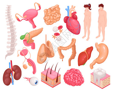 系统操作人体器官心肺胃等距孤立矢量图插画