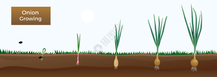 大白延龄草蔬菜洋葱生长阶段的成与可编辑的文本图像的洋葱植物同的龄矢量插图插画