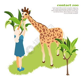 彩色等距接触动物园作文女孩喂长颈鹿动物园矢量插图图片