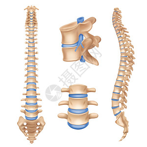 的脊椎骨人体脊柱解剖图椎柱现实医学教育海报教科书白色背景图片矢量插图插画