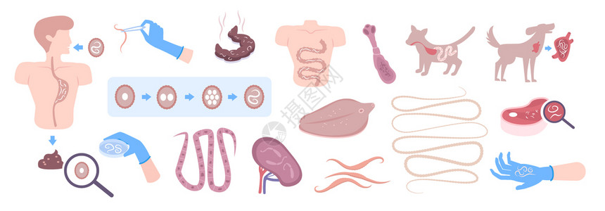 蠕虫肠道寄生蠕虫感染狗人类胃肠道生命周期扁平元素分离载体插图背景图片