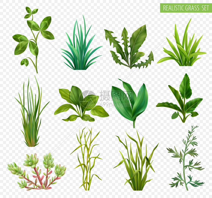 现实的草本植物肉质绿色植物三叶草,蒲公英,韭菜,车前草,分离透明背景矢量插图图片