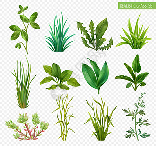 现实的草本植物肉质绿色植物三叶草,蒲公英,韭菜,车前草,分离透明背景矢量插图背景图片
