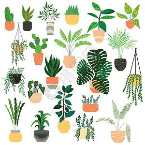 巴托洛梅奥白色背景上手绘室内植物的收集盆栽植物的收集彩色平矢量插图插画